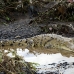 crocodile_american_tar_h_1048_cos1994.jpg